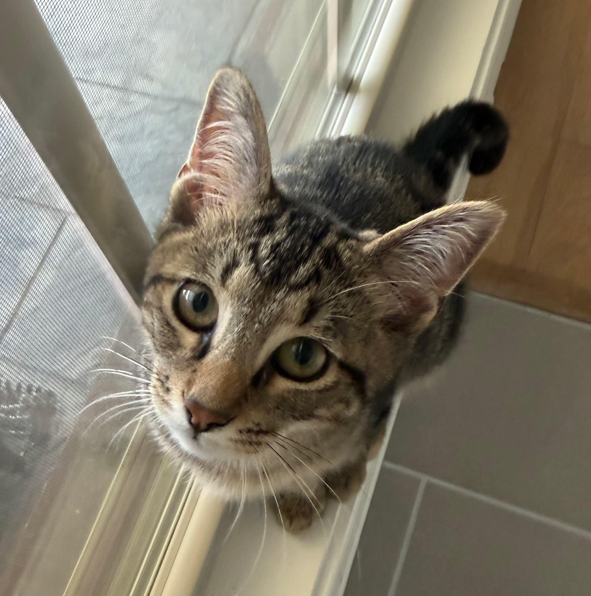 Enlarge Smalls, a ADOPTABLE Domestic Short Hair in Aberdeen, NC image 4/5