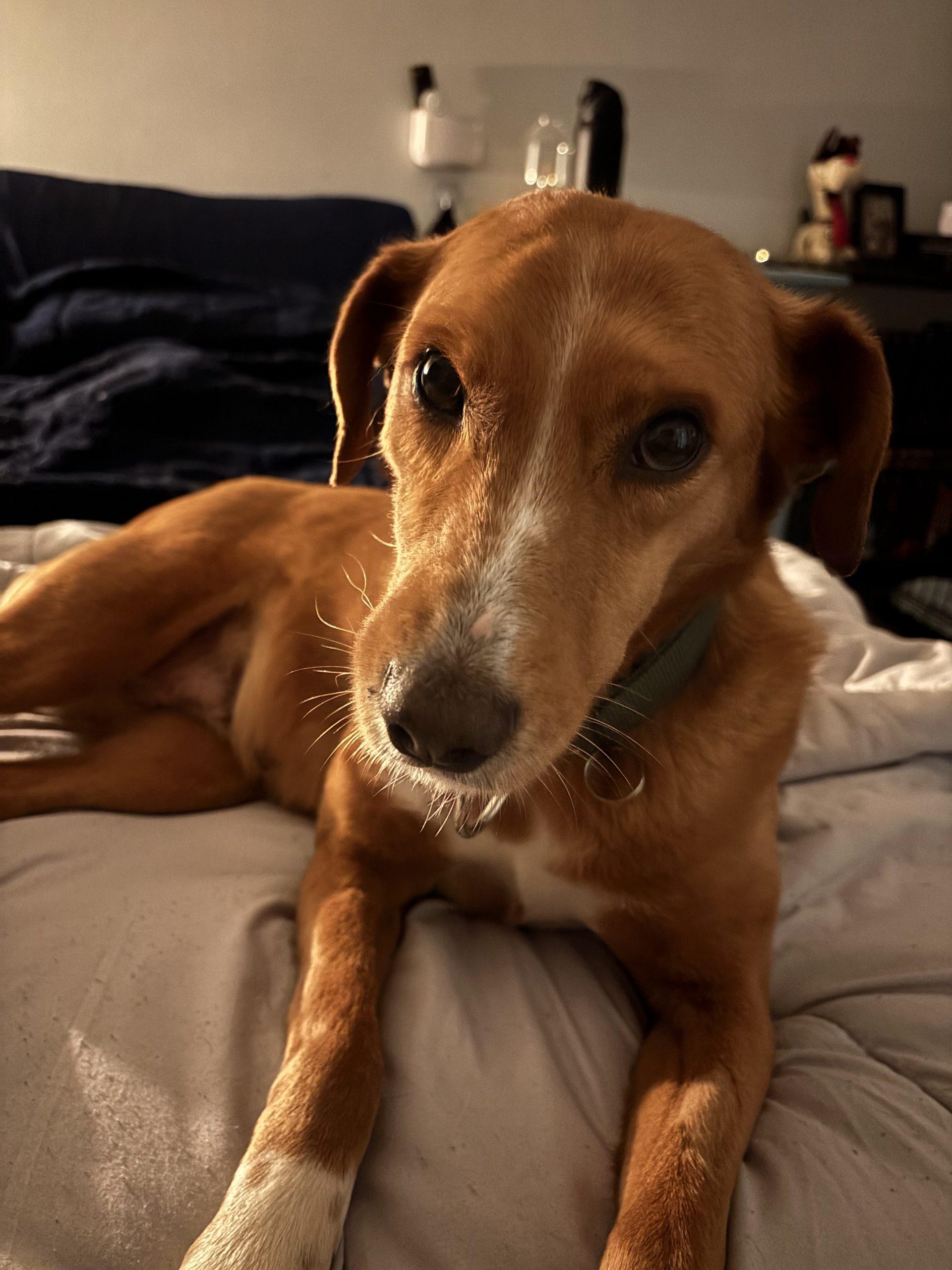 Malena, Adoptable, Adult Female Mixed Breed.