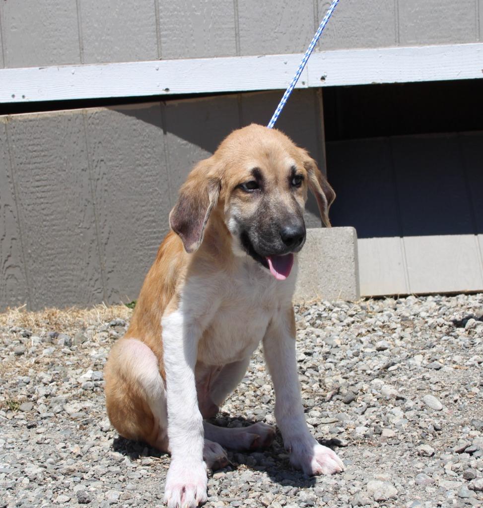 Enlarge Nacho, a Adoptable mixed breed in Vacaville, CA image 1/1