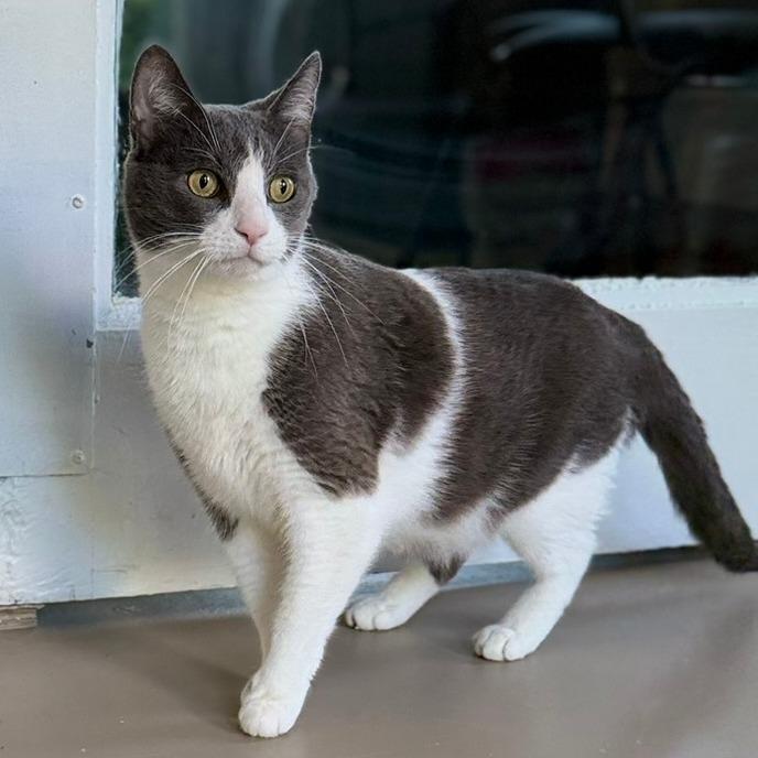 Sylus, Adoptable, Senior Male Domestic Short Hair.
