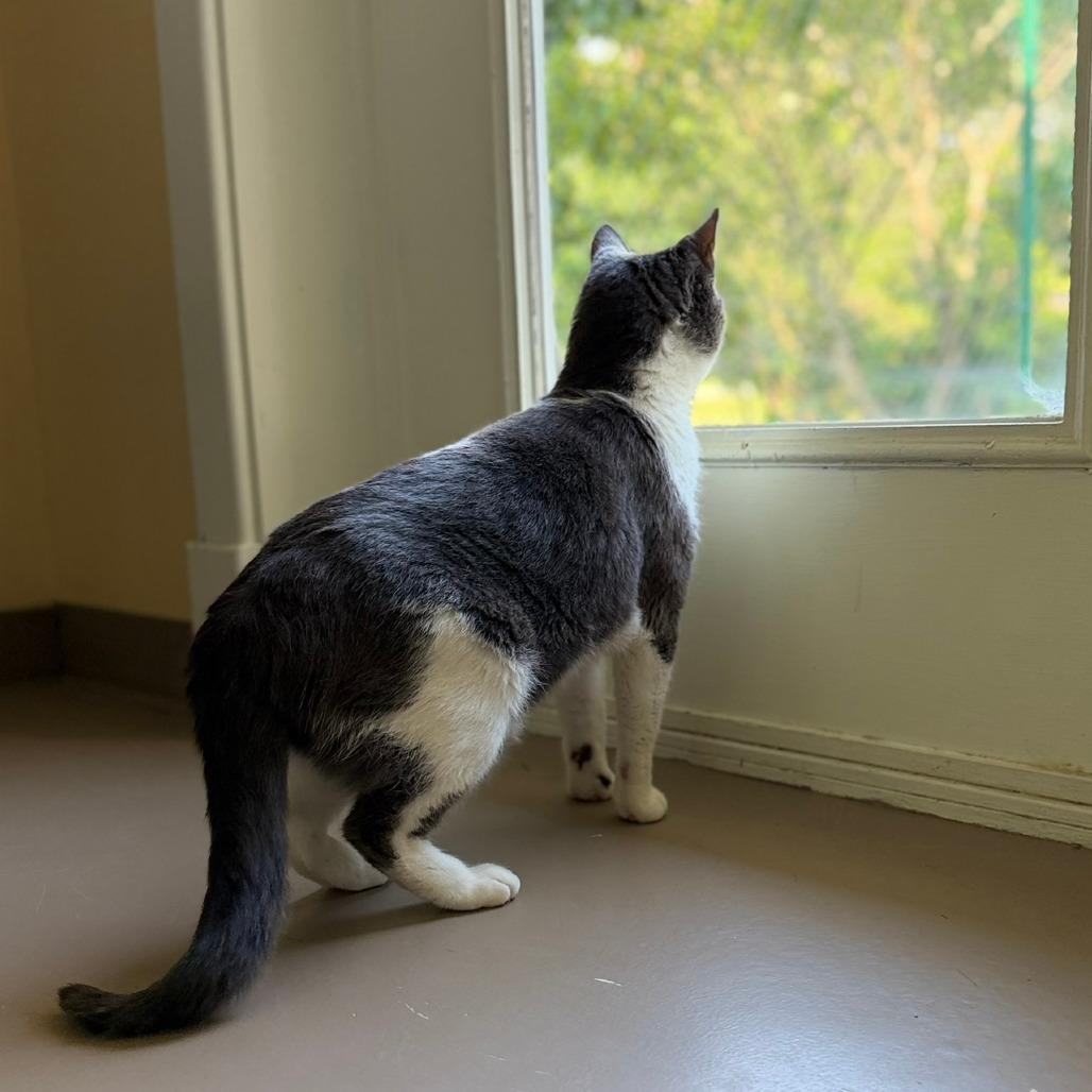 Enlarge Sylus, a Adoptable Domestic Short Hair in Pittsford, VT image 2/2