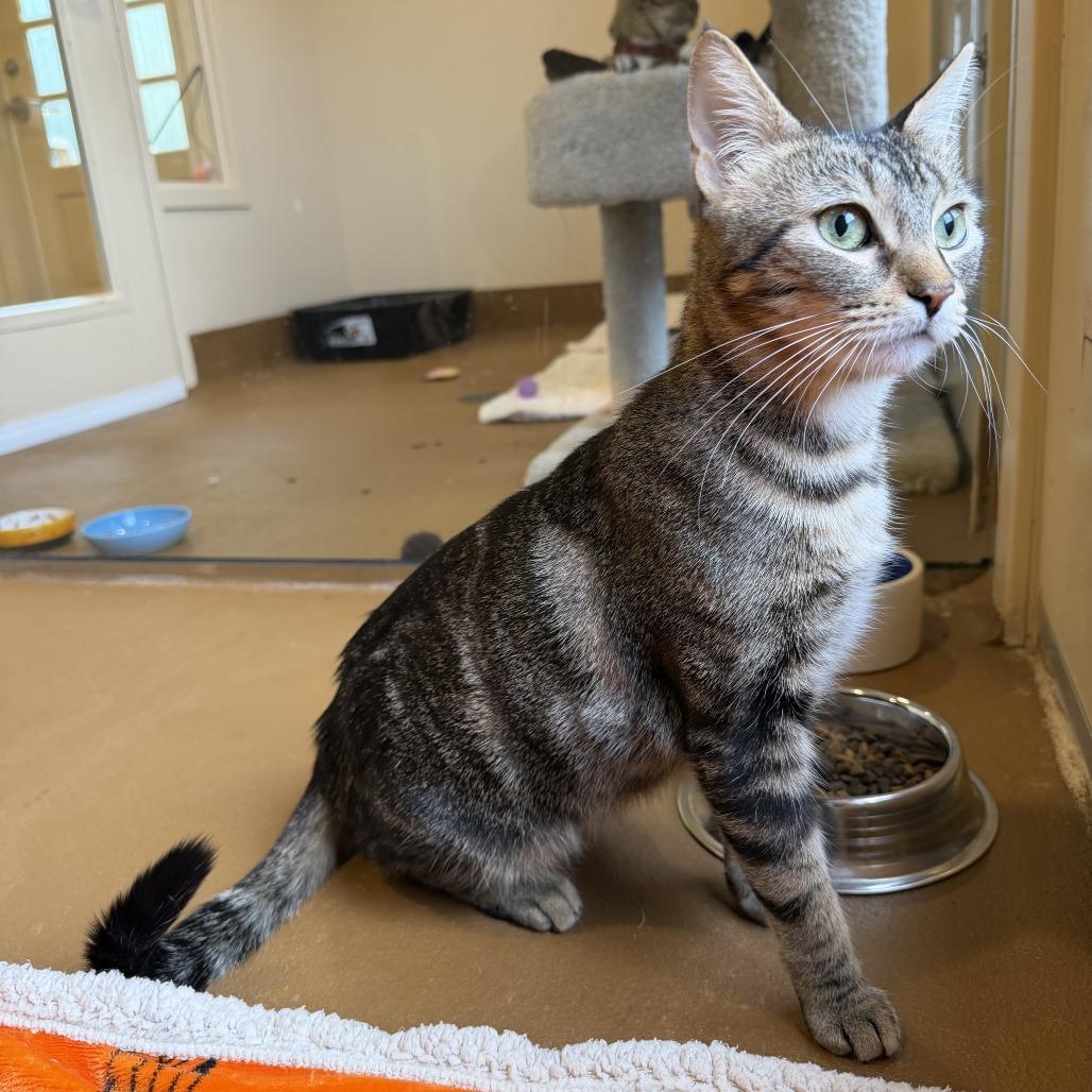 Diane, Adoptable, Adult Female Domestic Short Hair.