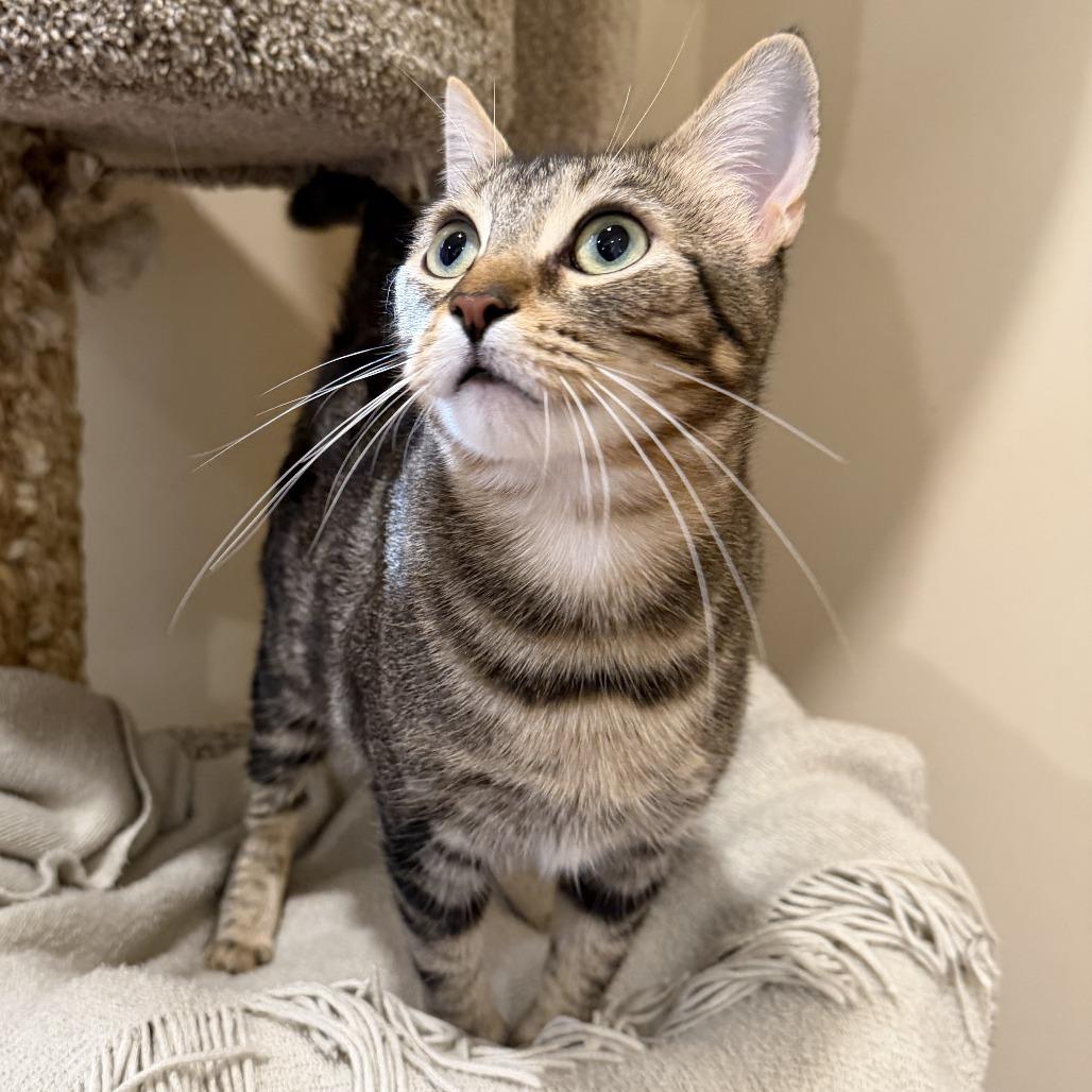 Enlarge Diane, a Adoptable Domestic Short Hair in Agoura Hills, CA image 2/6