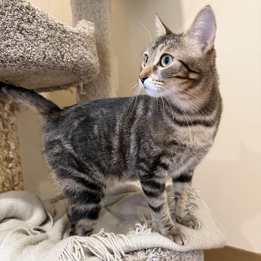 Enlarge Diane, a Adoptable Domestic Short Hair in Agoura Hills, CA image 3/6