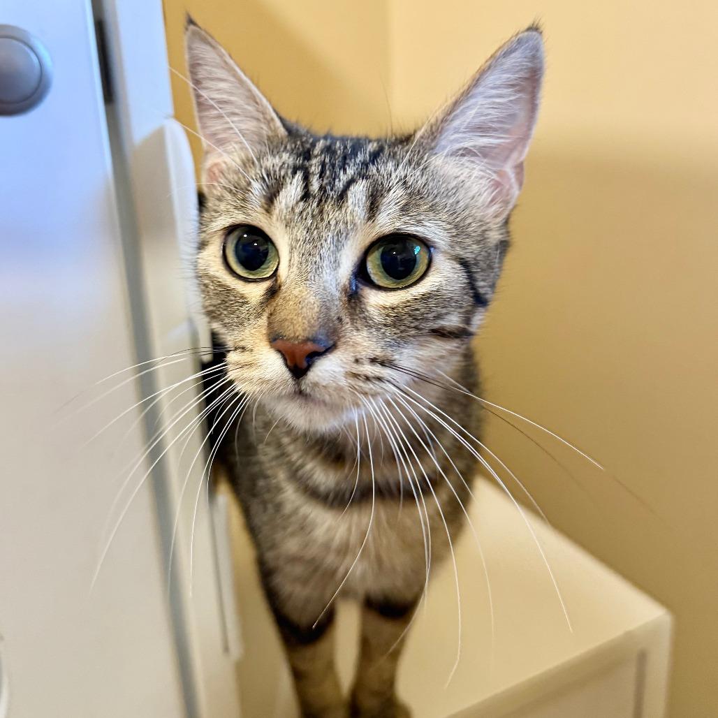 Enlarge Diane, a Adoptable Domestic Short Hair in Agoura Hills, CA image 4/6