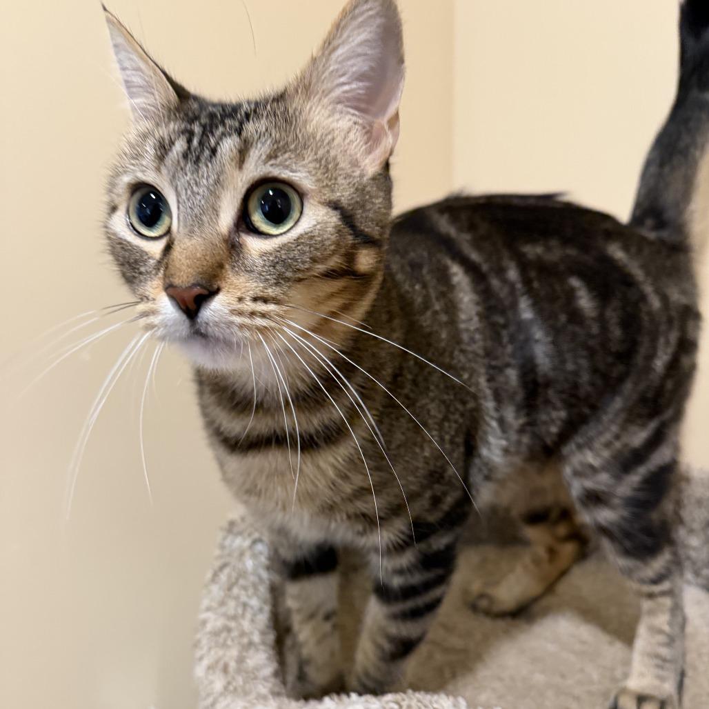 Enlarge Diane, a Adoptable Domestic Short Hair in Agoura Hills, CA image 5/6