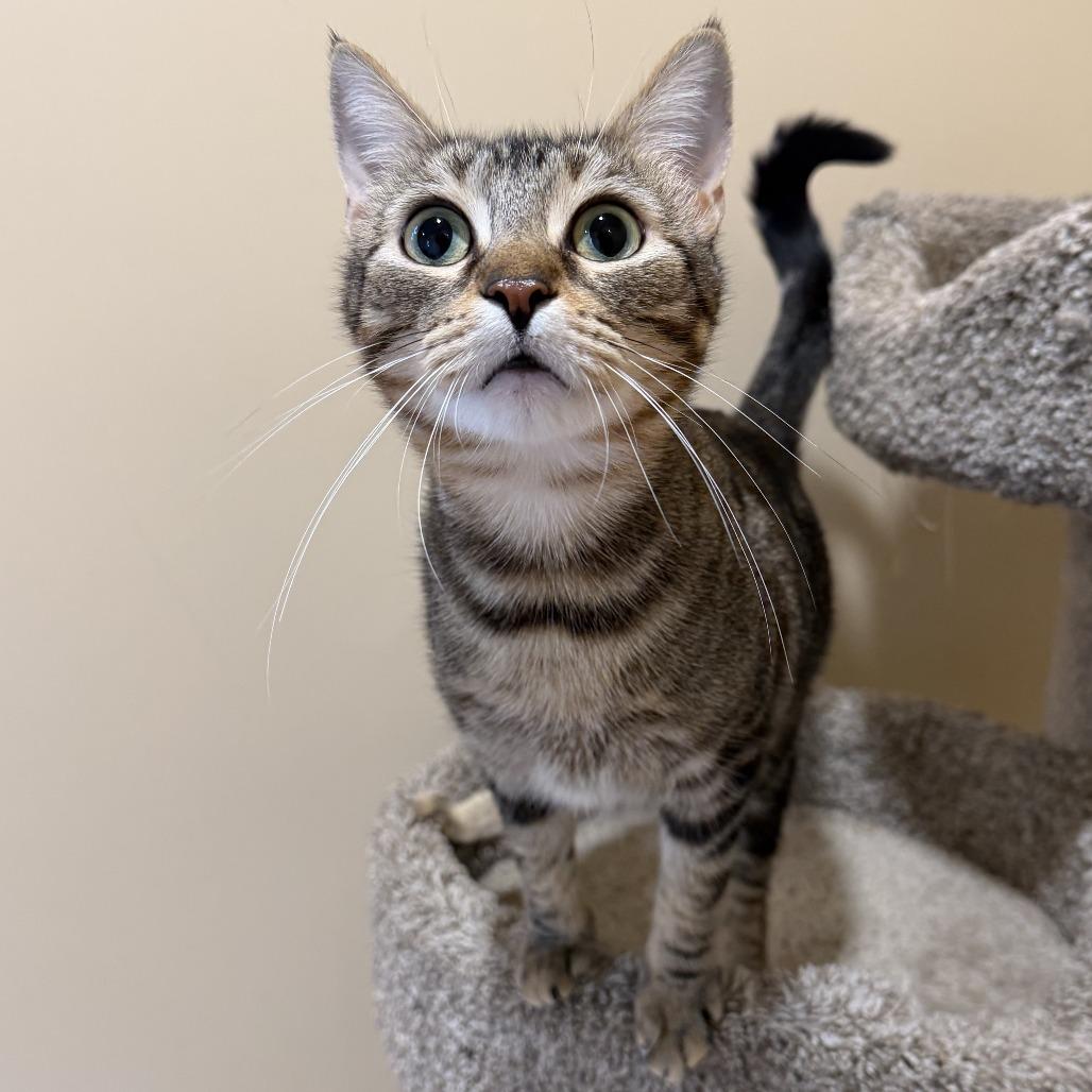 Enlarge Diane, a Adoptable Domestic Short Hair in Agoura Hills, CA image 6/6