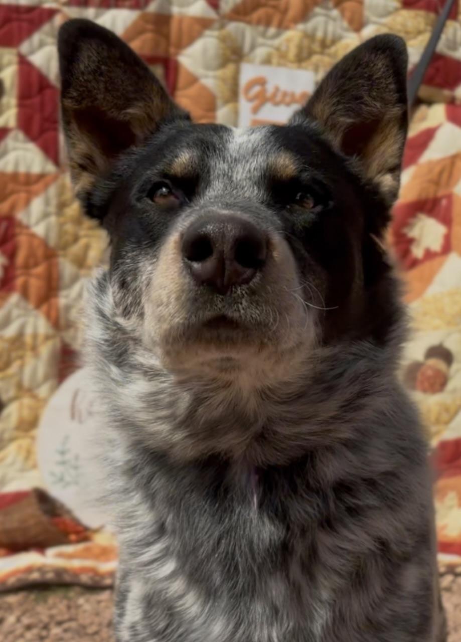 Enlarge Ace, a ADOPTABLE mixed breed in Payson, AZ image 3/3