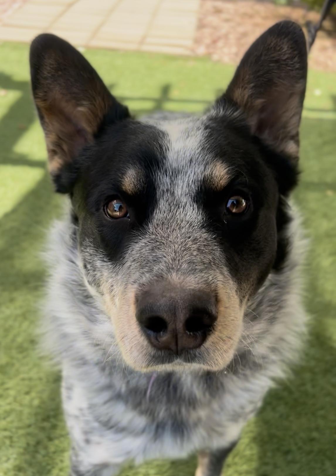 Enlarge Ace, a ADOPTABLE mixed breed in Payson, AZ image 2/3