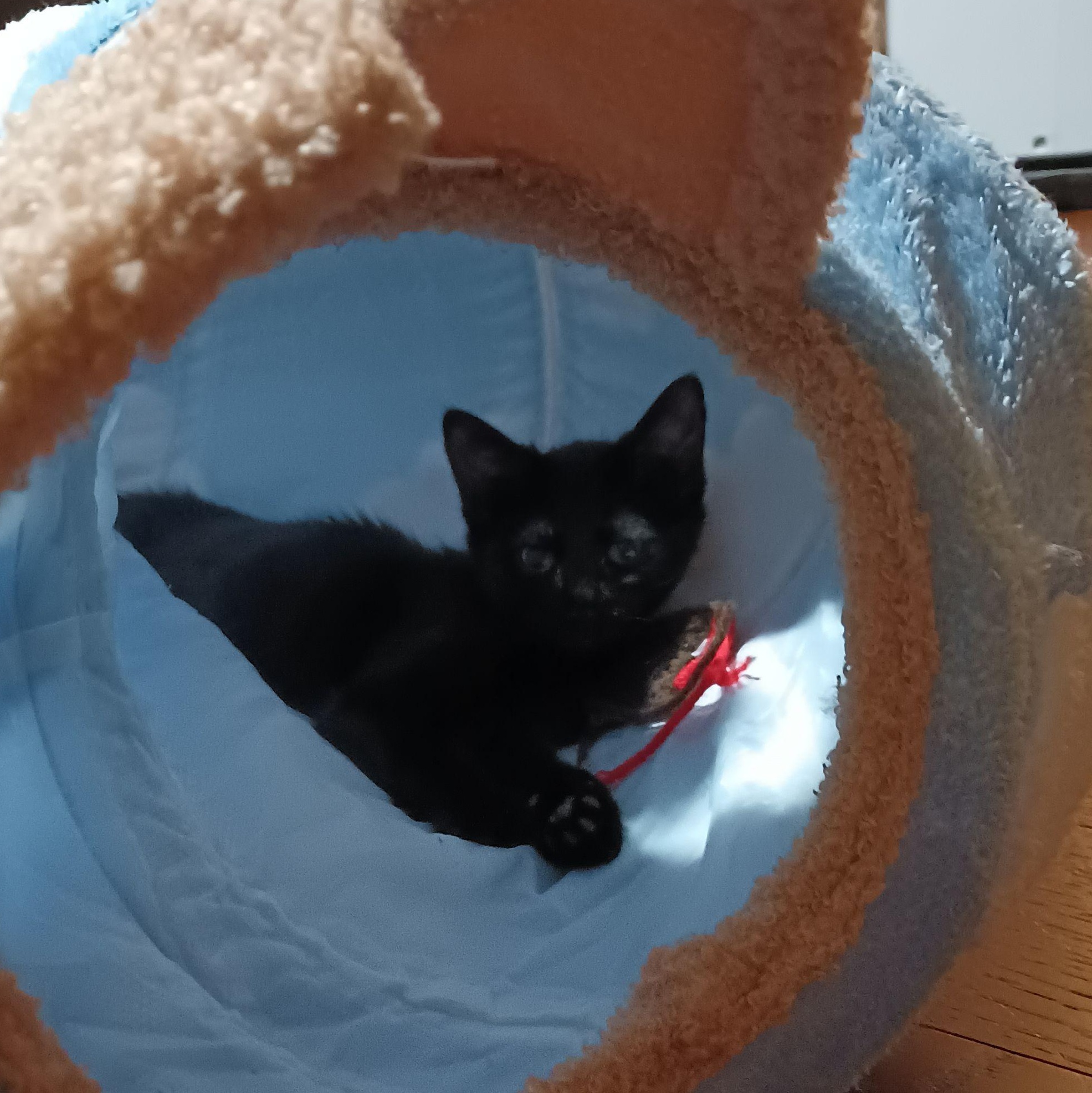 IRIS, a Adoptable Domestic Short Hair image 3/6