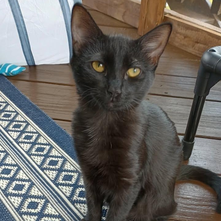 IRIS, a Adoptable Domestic Short Hair image 1/6