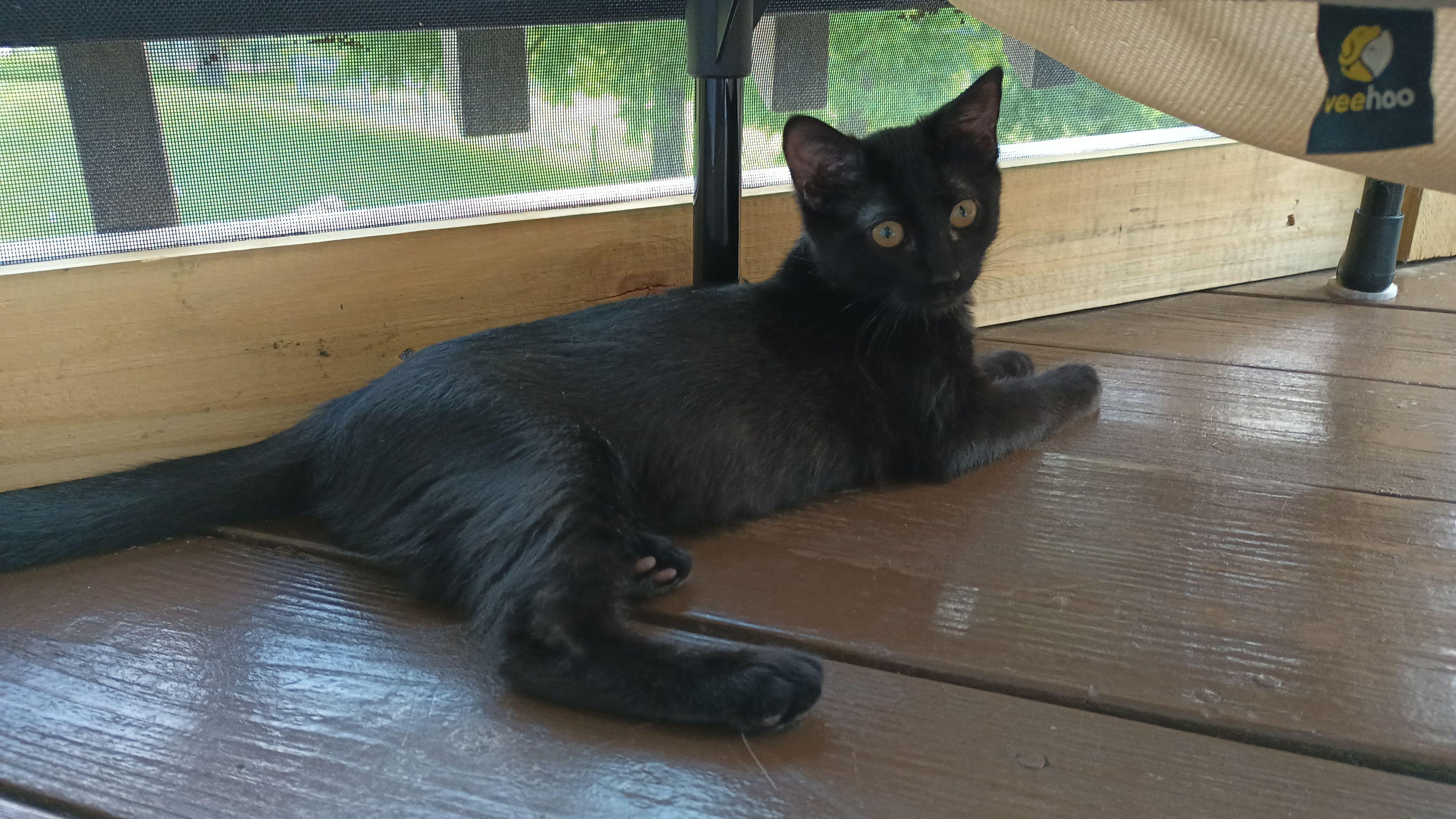 IRIS, a Adoptable Domestic Short Hair image 2/6