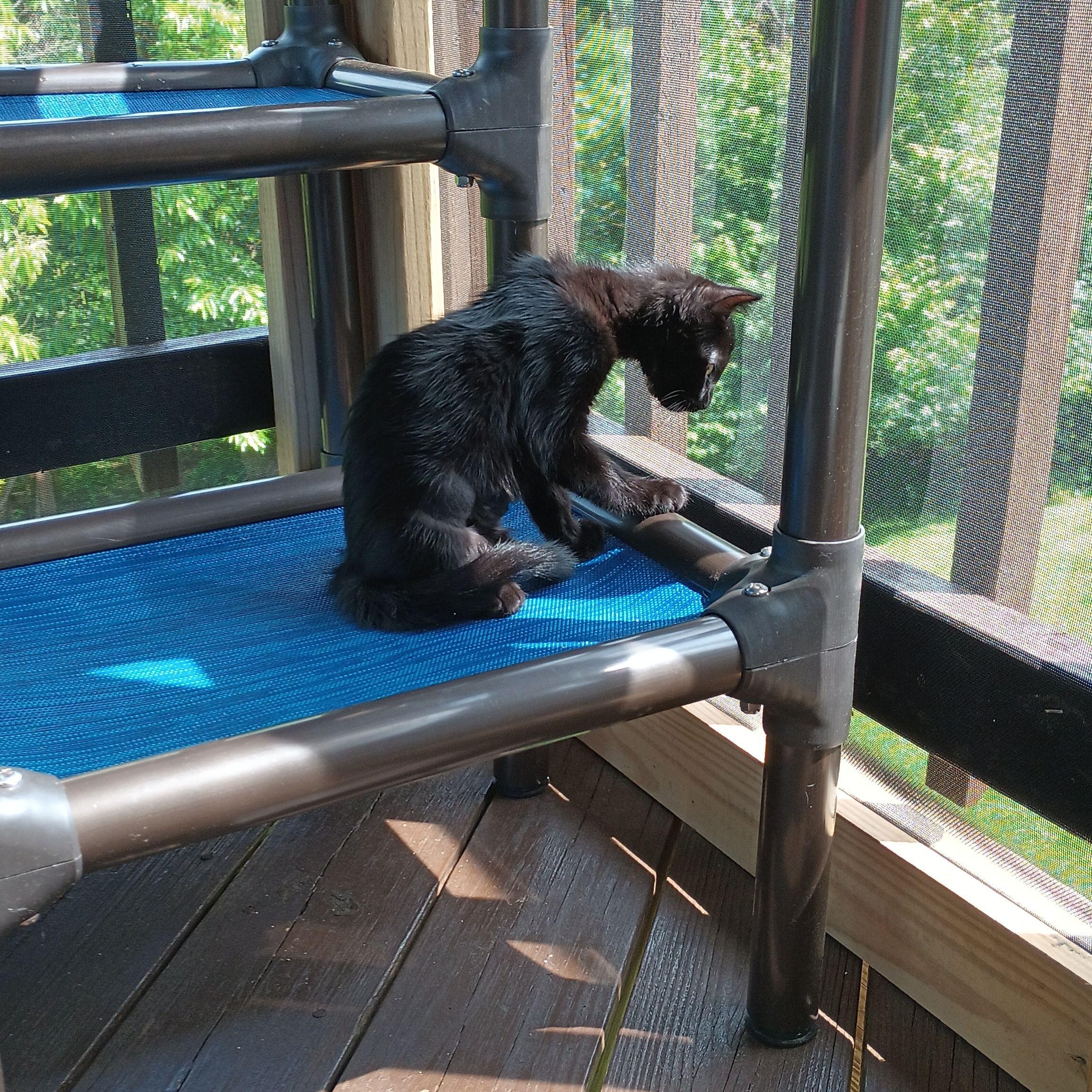 IRIS, a Adoptable Domestic Short Hair image 4/6