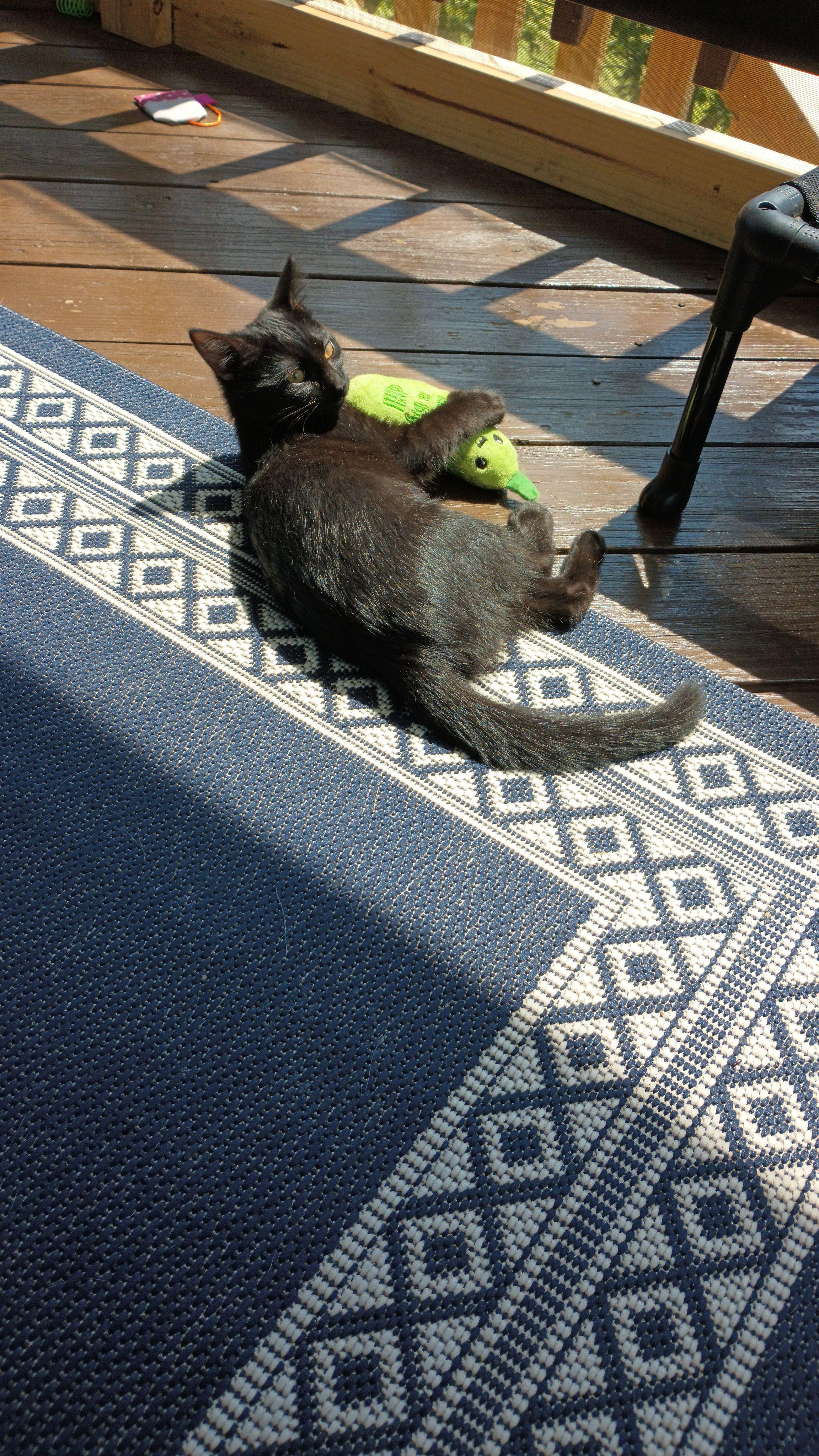 IRIS, a Adoptable Domestic Short Hair image 6/6