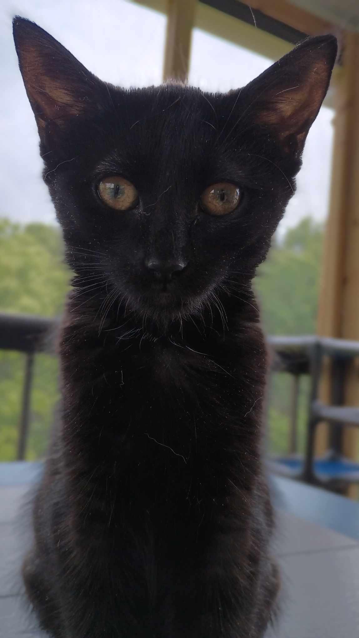 IRIS, a Adoptable Domestic Short Hair image 5/6