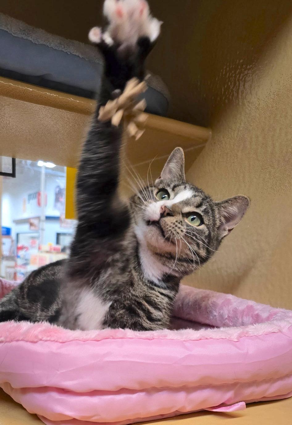 Sam, Adopted, Young Male Domestic Short Hair.