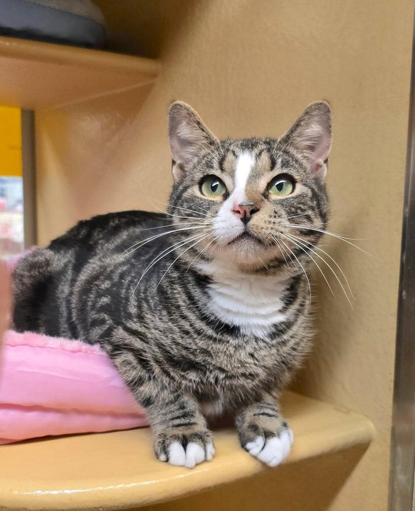 Enlarge Sam, a Adopted Domestic Short Hair in Flushing, NY image 2/3