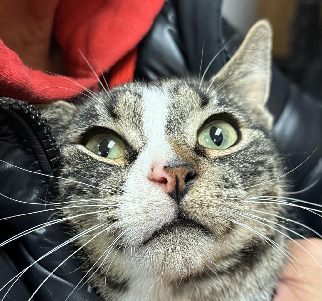 Enlarge Sam, a Adopted Domestic Short Hair in Flushing, NY image 3/3