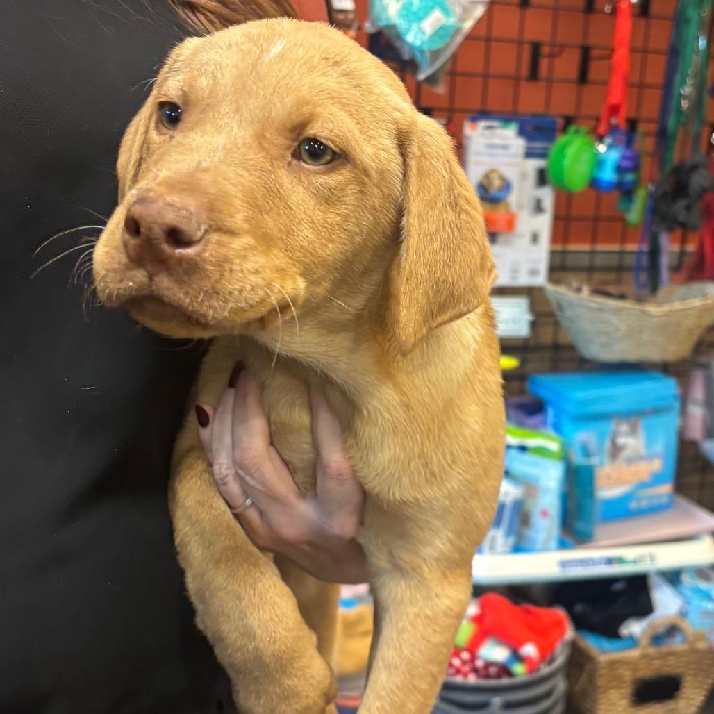 Iceman, Adoptable, Puppy Male Shepherd & Mixed Breed.