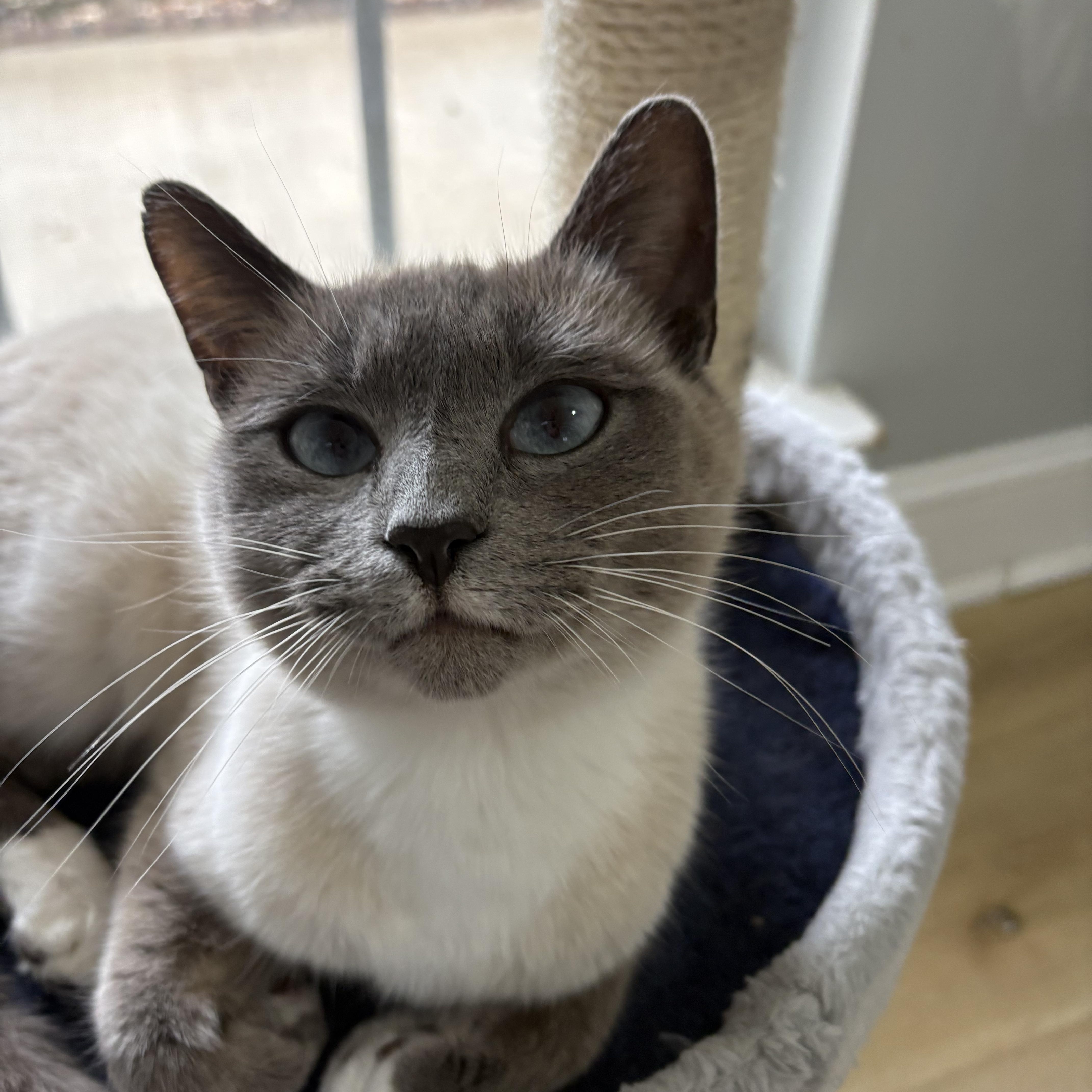 Enlarge Sweet Crystal, a ADOPTABLE mixed breed in Belmont, NC image 1/3