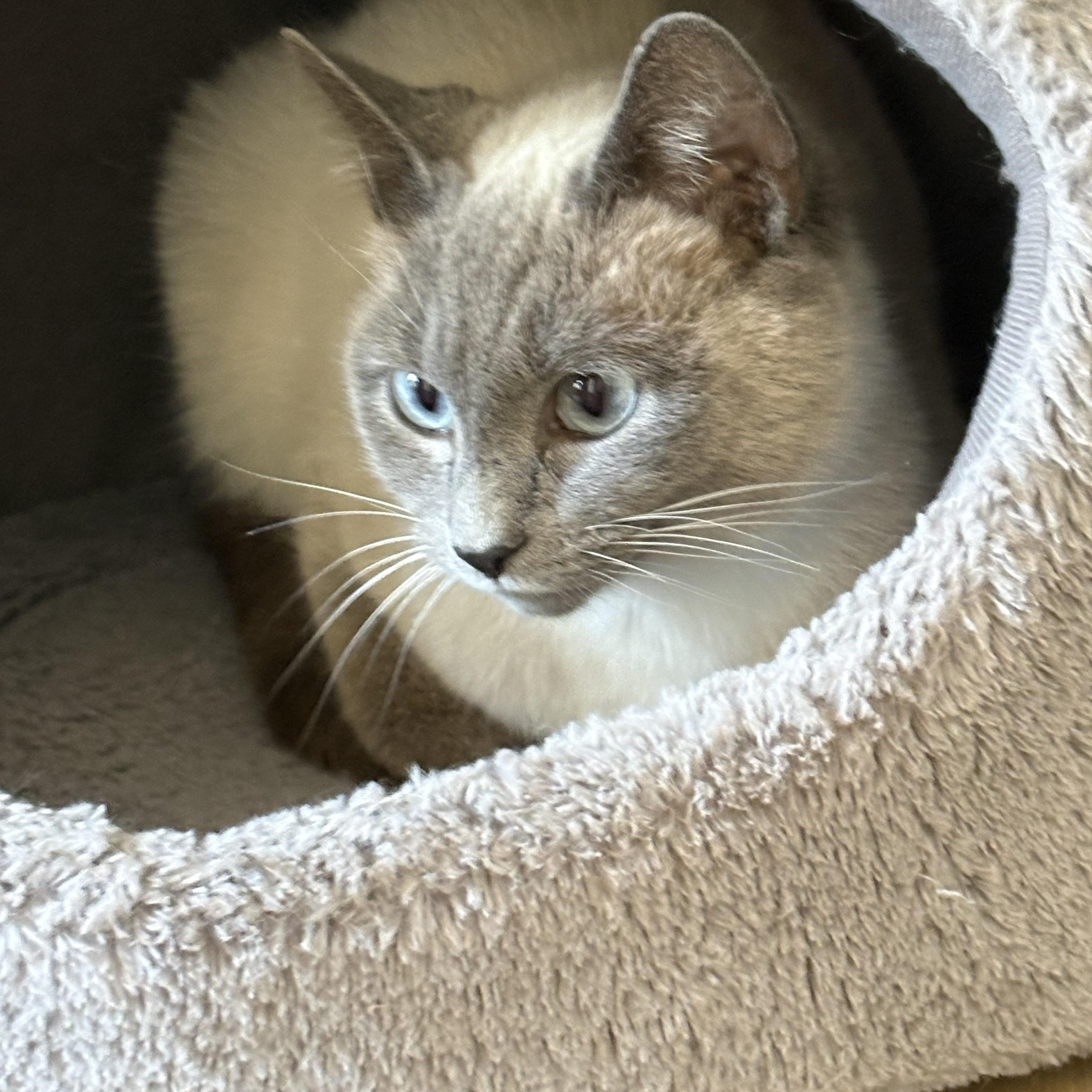 Enlarge Sweet Crystal, a ADOPTABLE mixed breed in Belmont, NC image 3/3