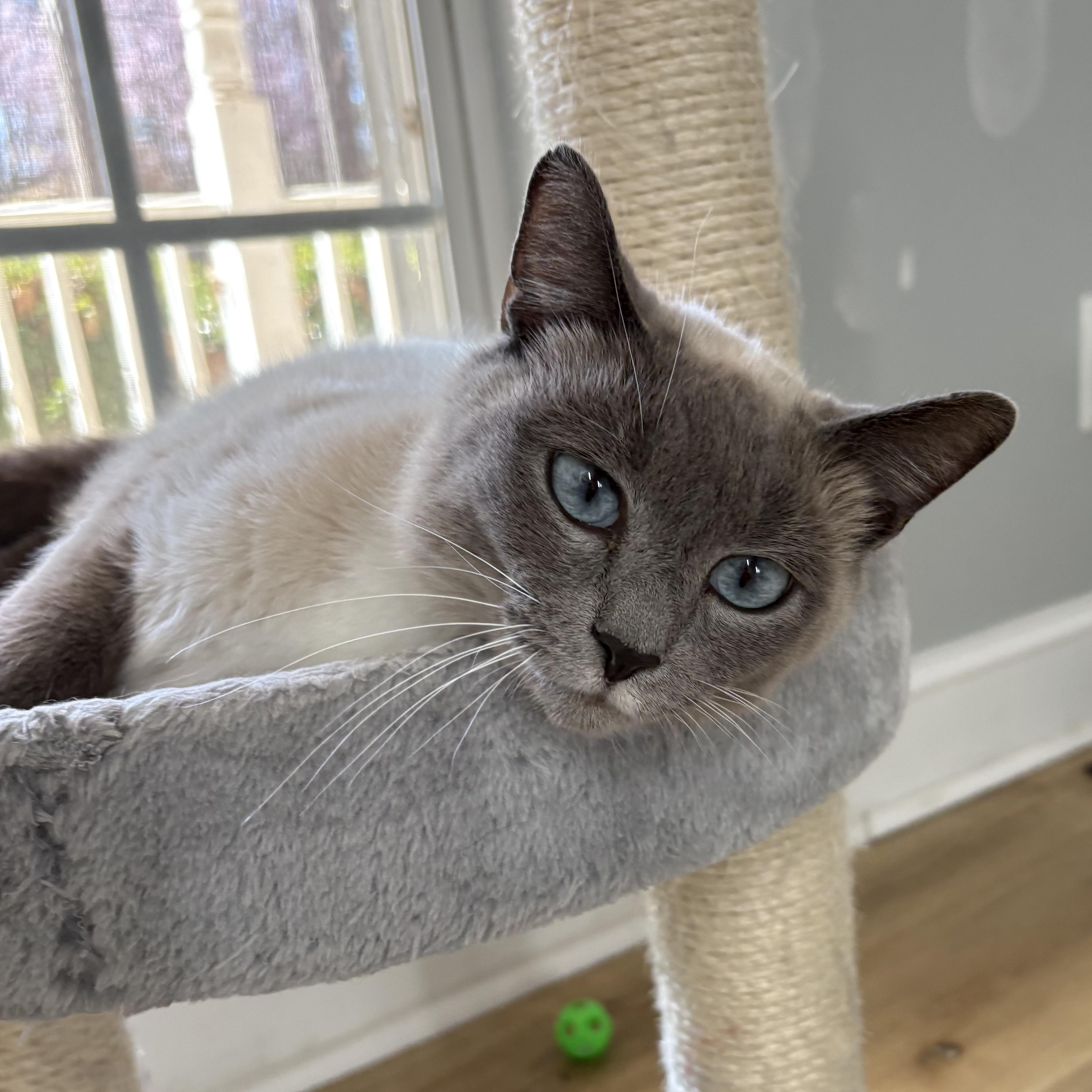 Enlarge Sweet Crystal, a ADOPTABLE mixed breed in Belmont, NC image 2/3