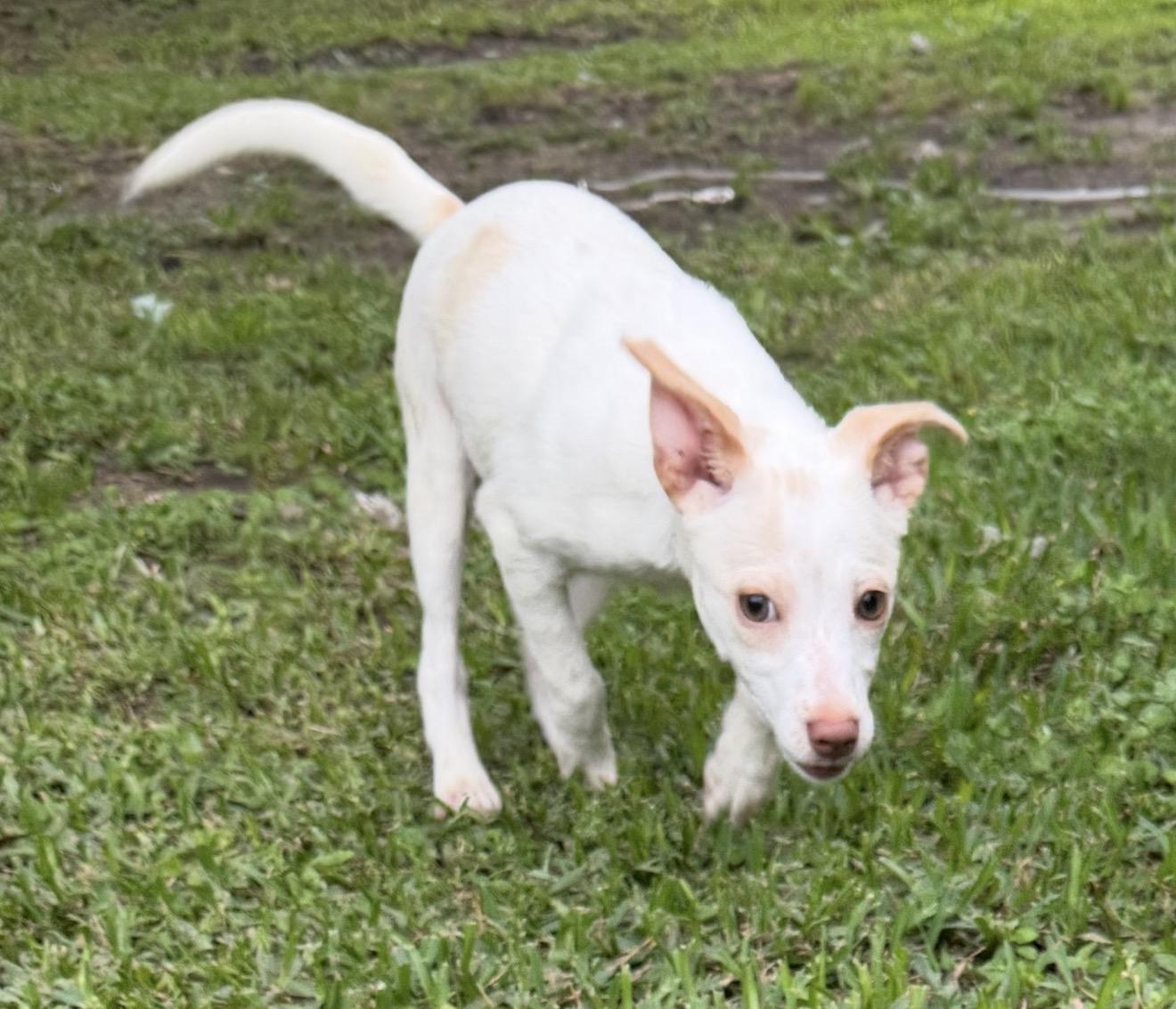 Albany, a ADOPTABLE mixed breed in Warwick, RI image 2/3