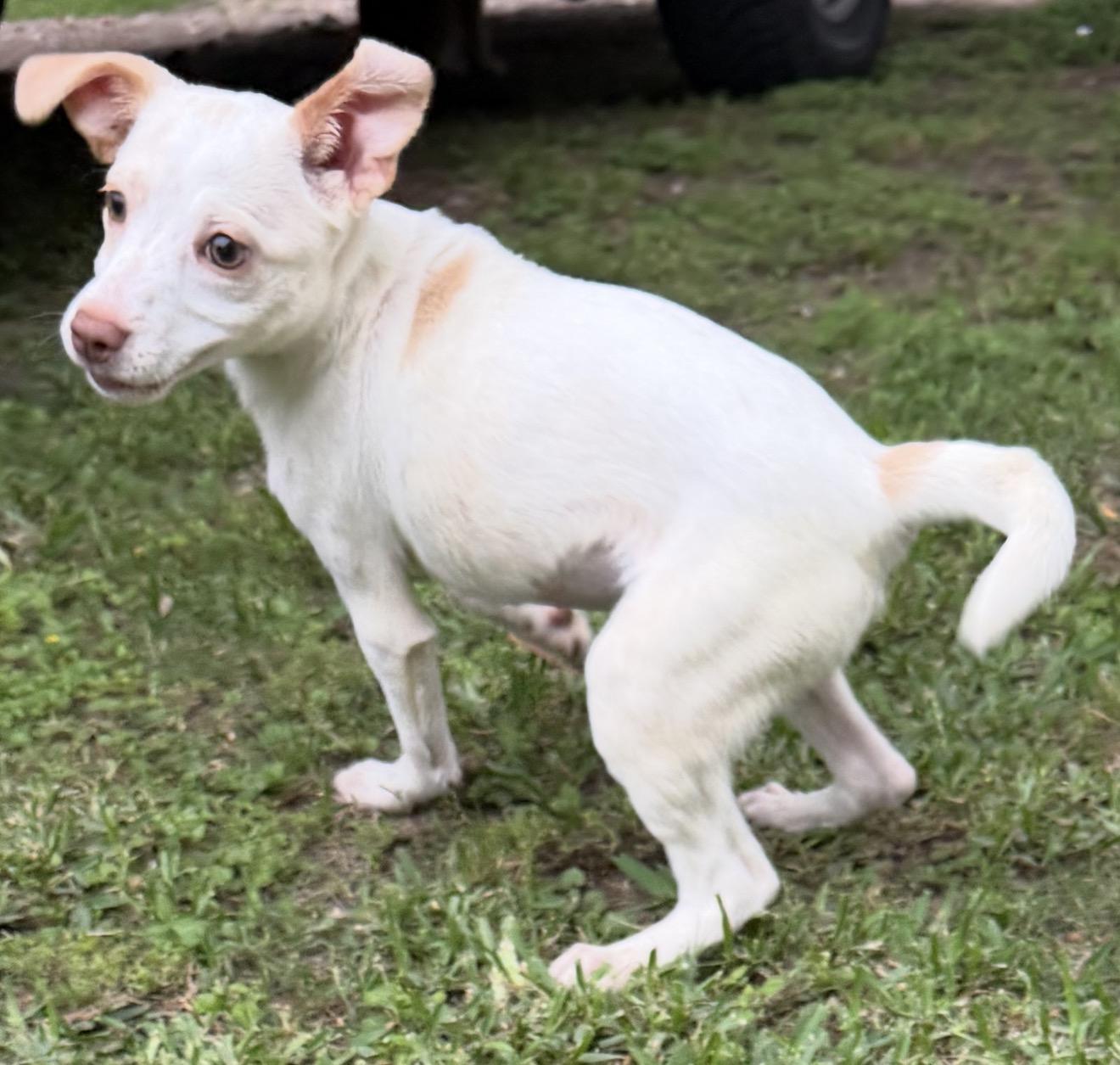 Albany, a ADOPTABLE mixed breed in Warwick, RI image 3/3