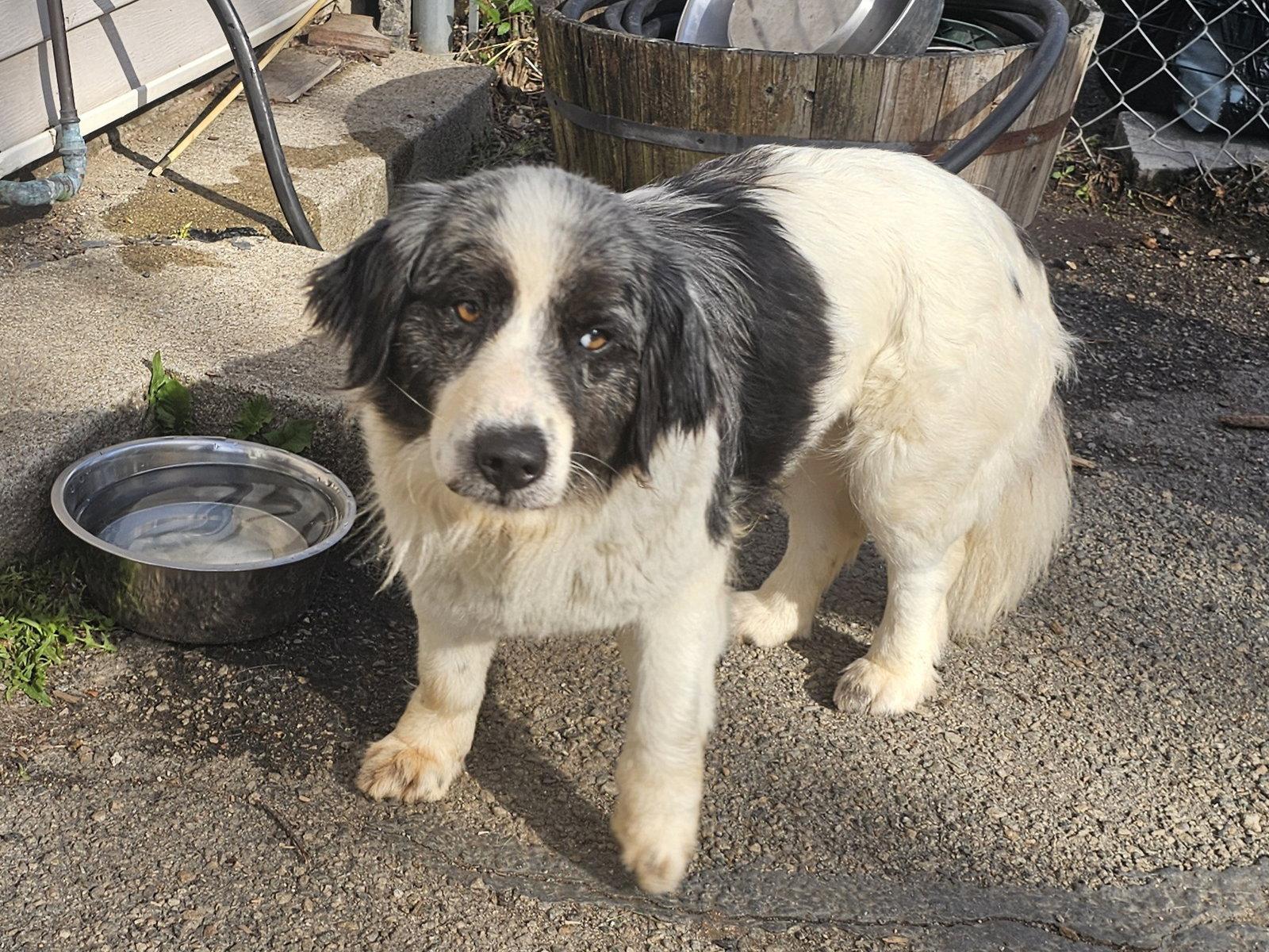 Miley, Adopted, Adult Female Corgi & Australian Shepherd.