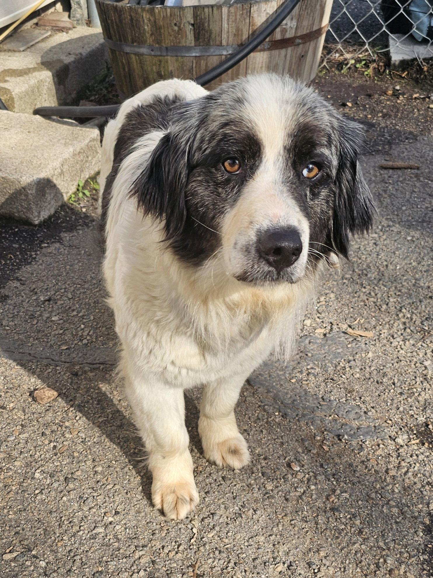 Miley, a Adopted mixed breed in Ringwood, NJ image 3/3
