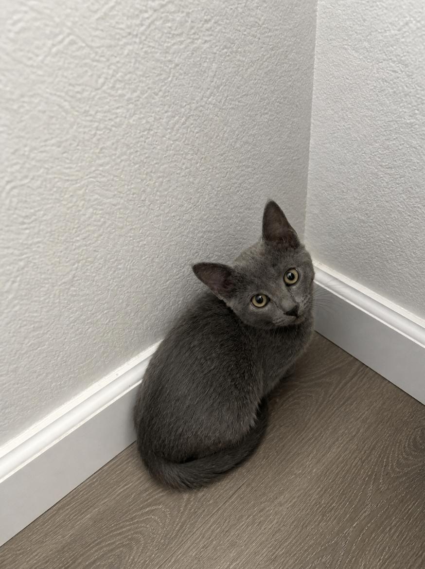 Bubbles, Adopted, Young Female Domestic Short Hair.