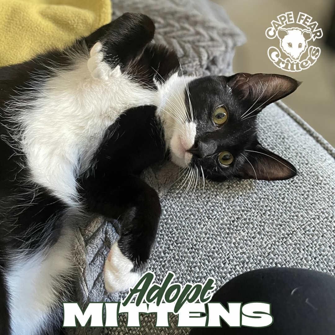 Enlarge Mittens, a Adopted Domestic Short Hair in Wilmington, NC image 1/1