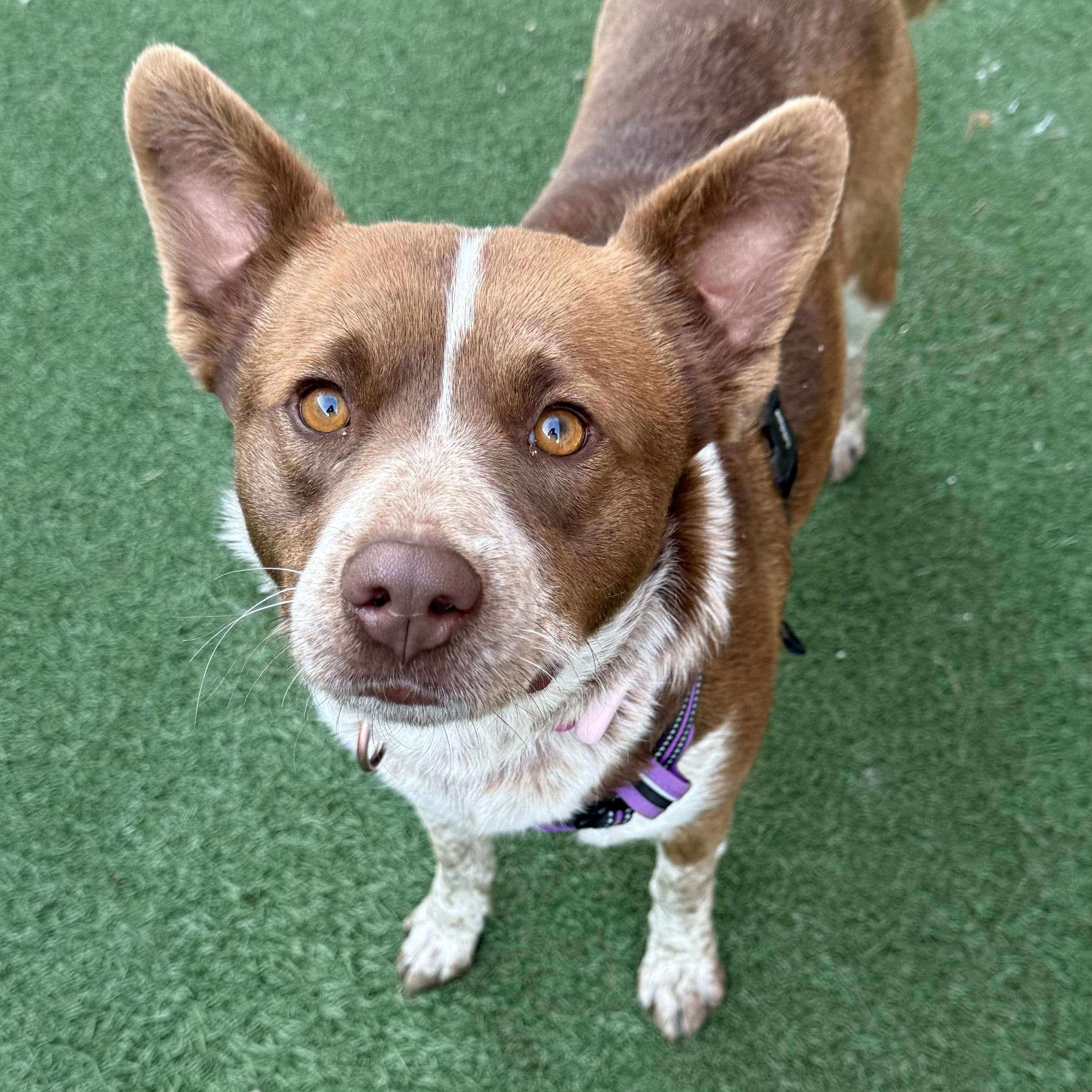 Enlarge Nori, an adoptable mixed breed in Itasca, IL image 1/2