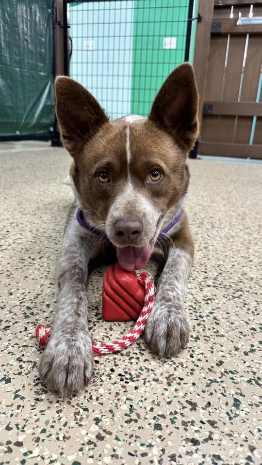 Enlarge Nori, an adopted mixed breed in Itasca, IL image 4/4