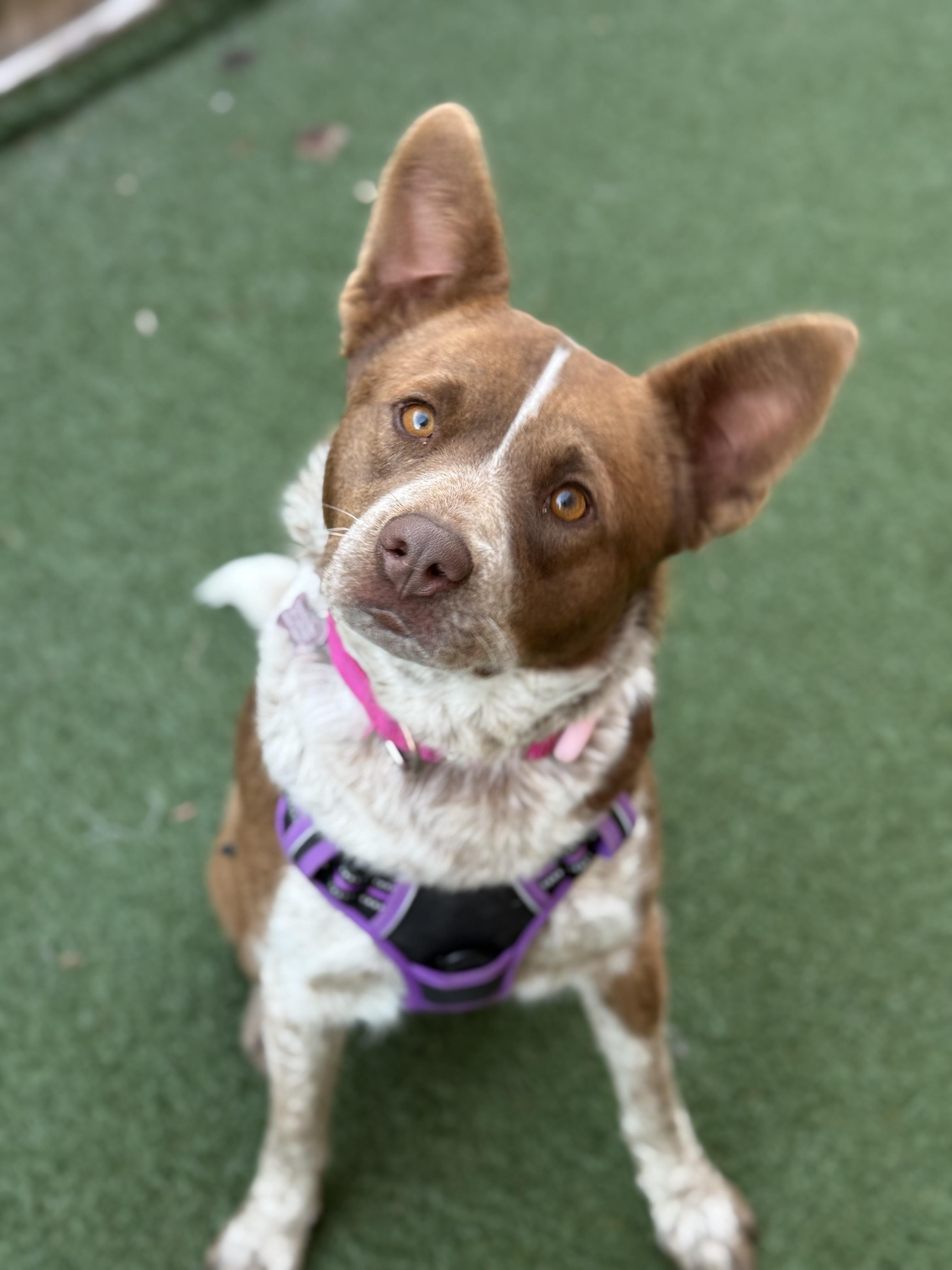 Enlarge Nori, an adoptable mixed breed in Itasca, IL image 2/2