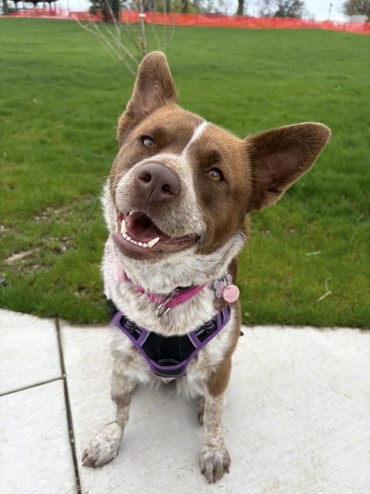 Nori, adopted, Young Female Australian Cattle Dog / Blue Heeler.