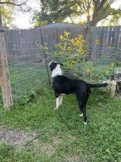 Bluebell, a Adoptable mixed breed in Ann Arbor, MI image 5/5