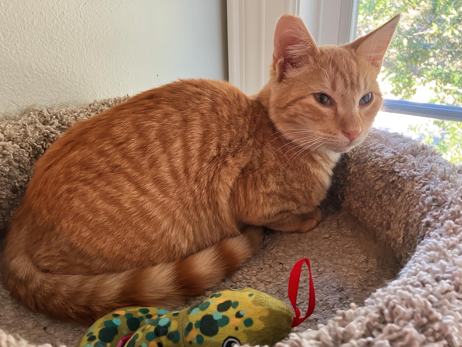 Brewer, Young Male Tabby
