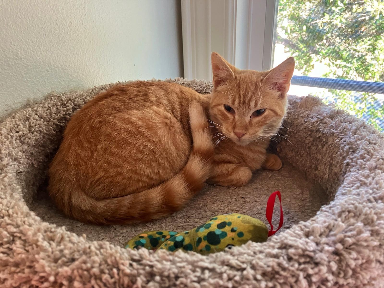 Brewer, a Adoptable Tabby in College Station, TX image 2/3