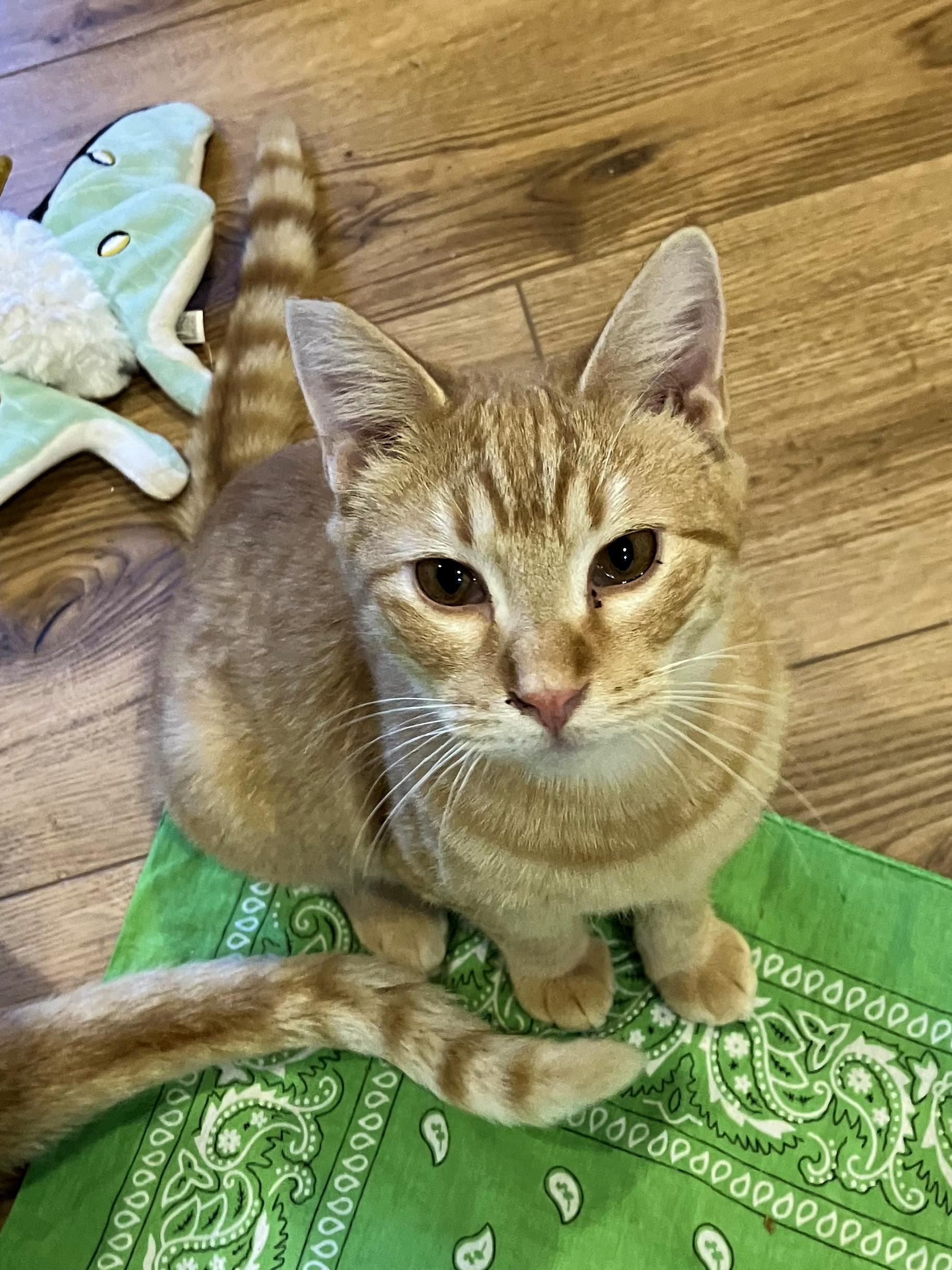 Brewer, a Adoptable Tabby in College Station, TX image 3/3