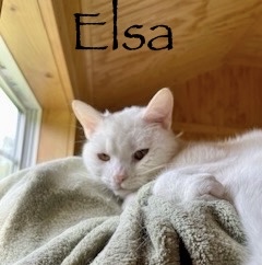 Elsa - Fee Sponsored