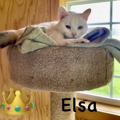Elsa - Fee Sponsored
