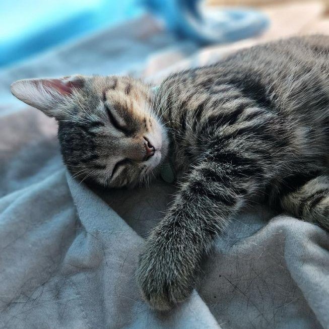 Zeus