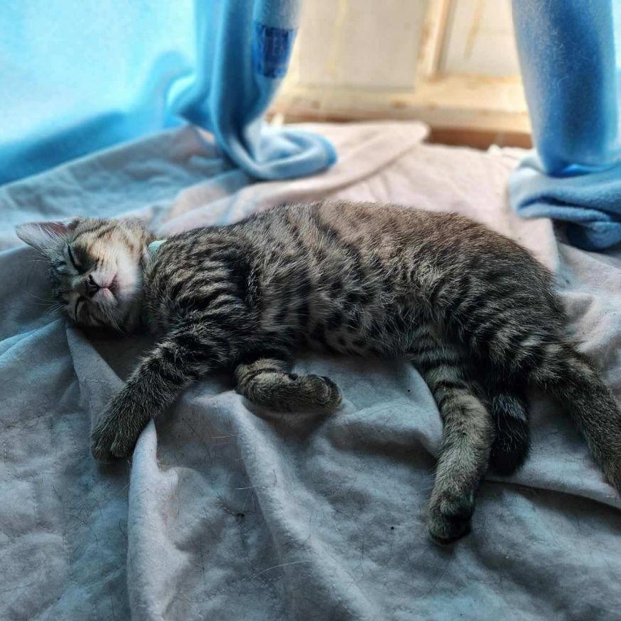 Zeus