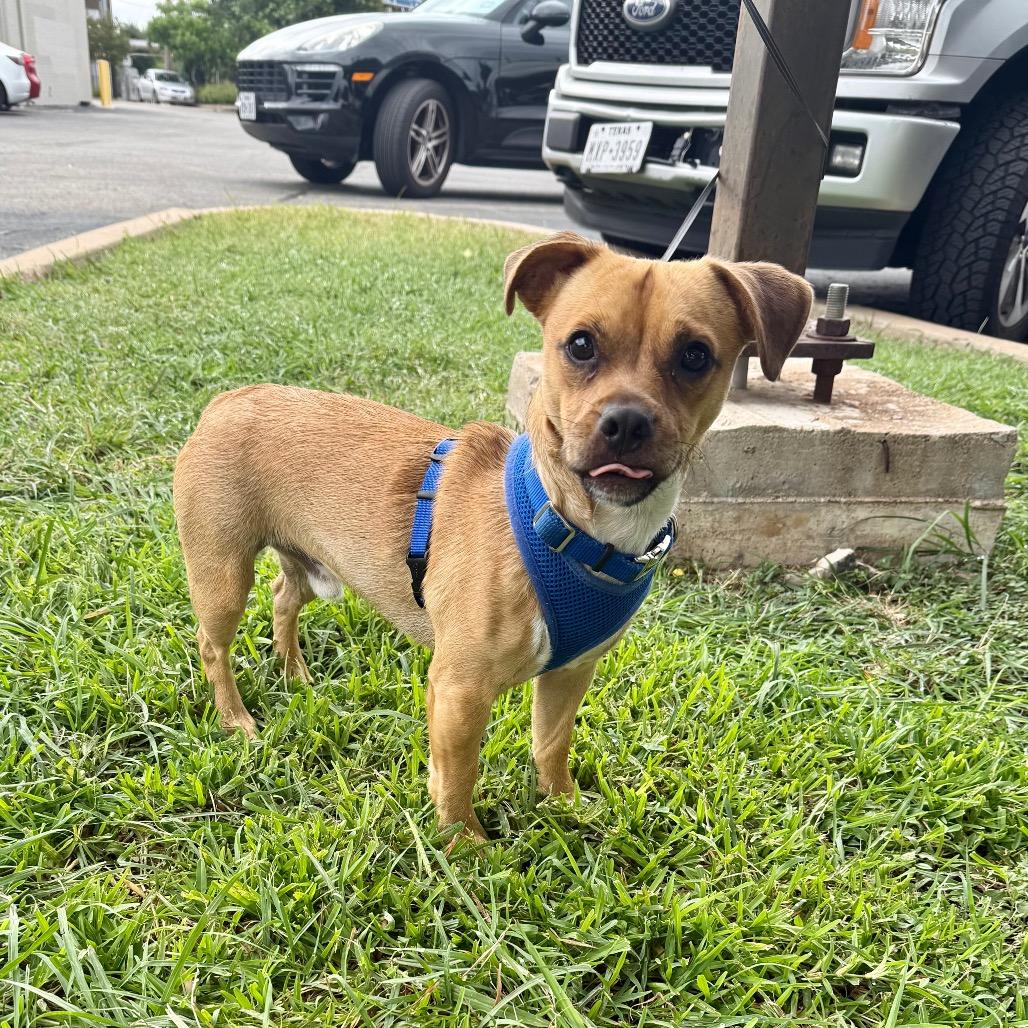 Enlarge Toby, a Adoptable mixed breed in Cedar Park, TX image 1/2