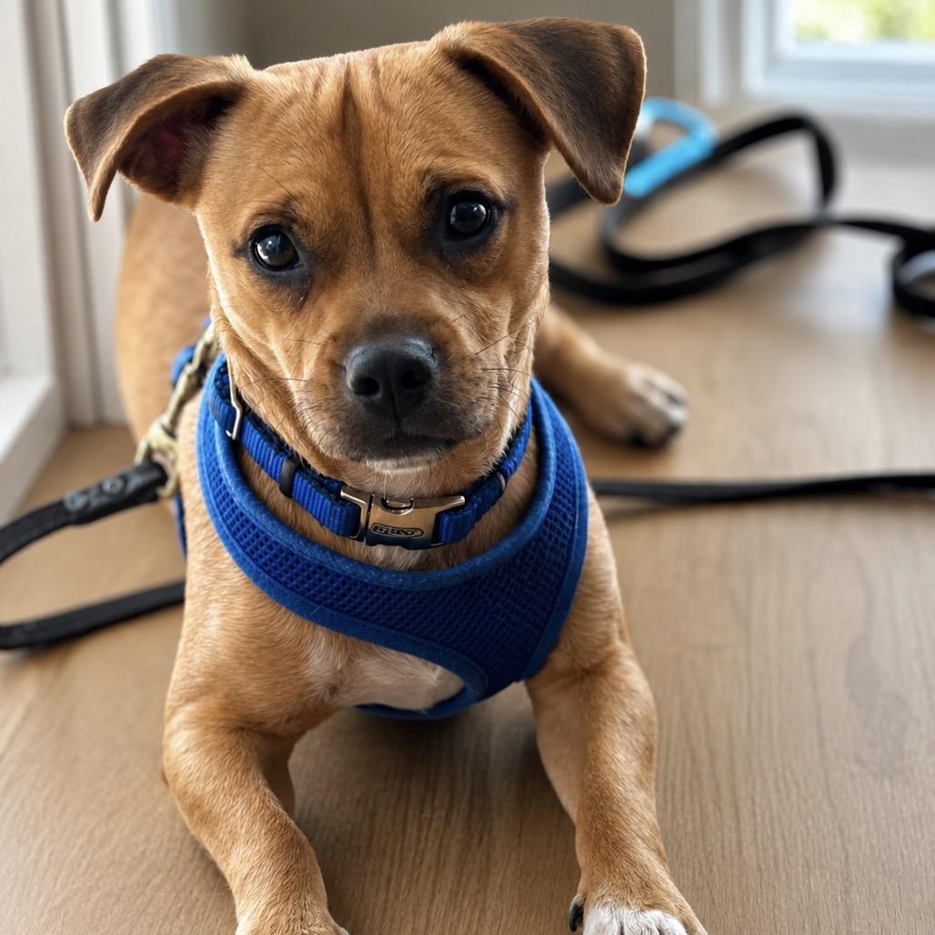 Enlarge Toby, a Adoptable mixed breed in Cedar Park, TX image 2/2