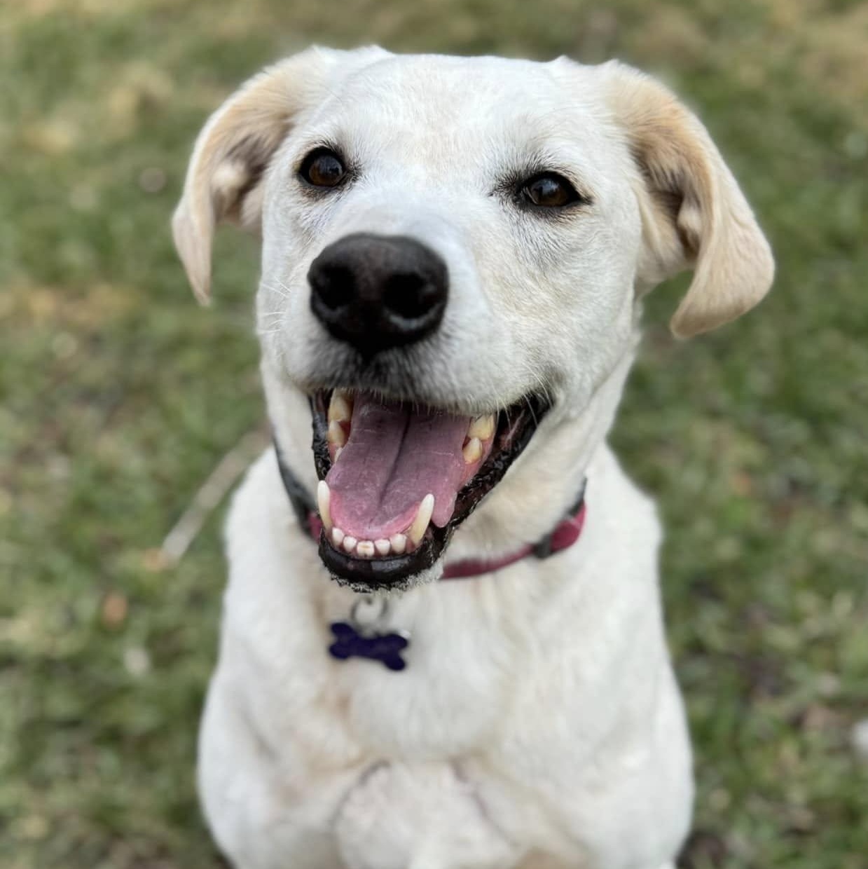 Elliott, adopted, Adult Male Labrador Retriever.