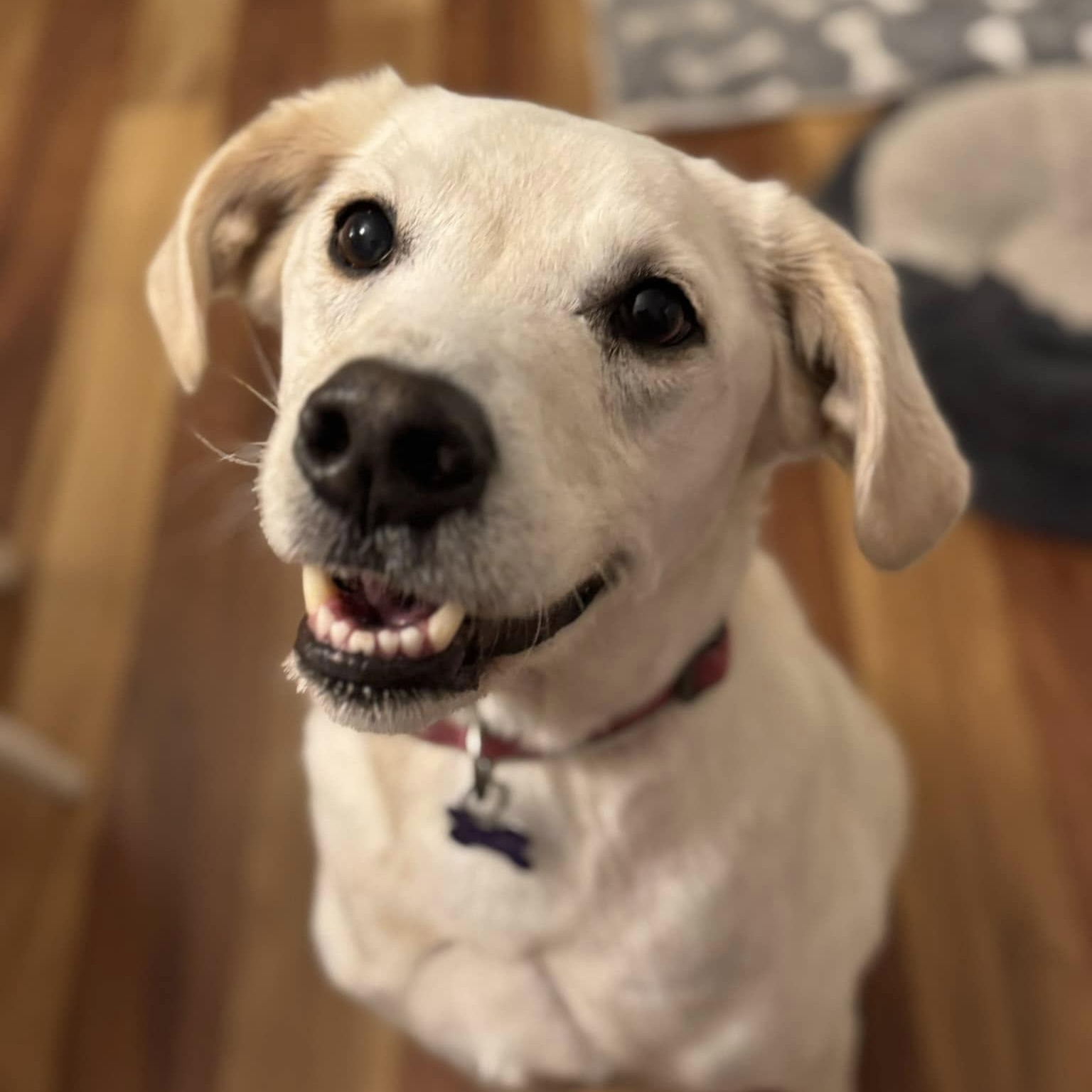 Enlarge Elliott, an adopted mixed breed in Unionville, CT image 2/6