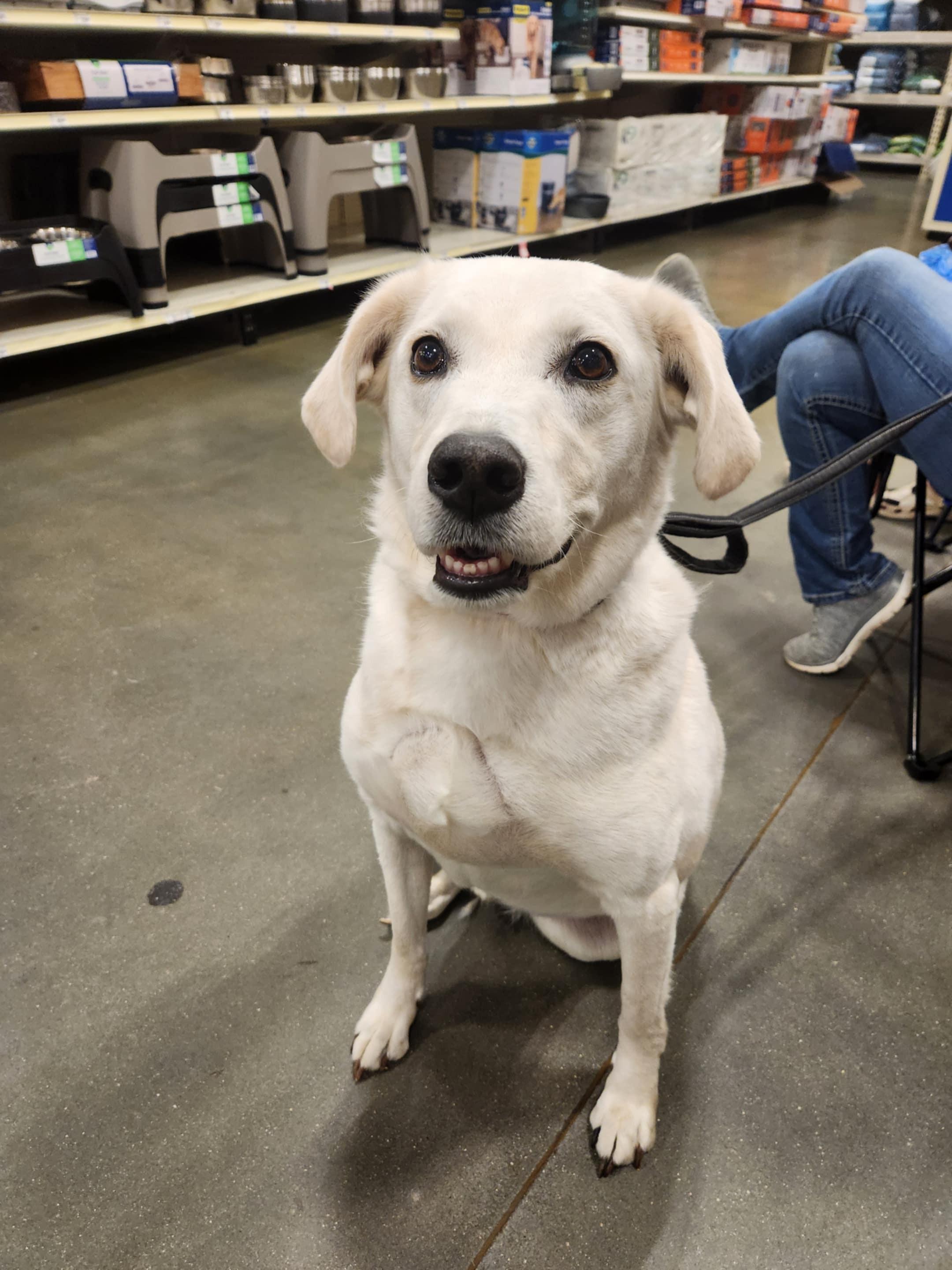 Enlarge Elliott, an adopted mixed breed in Unionville, CT image 3/6