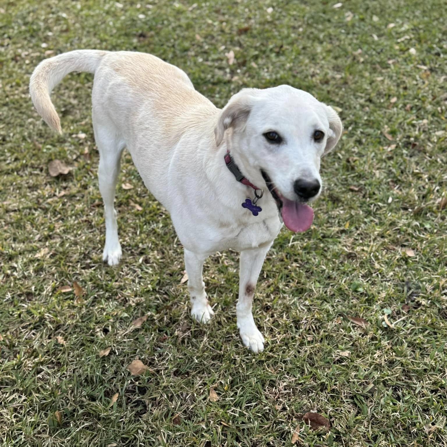 Enlarge Elliott, an adopted mixed breed in Unionville, CT image 4/6